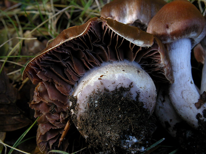 Cortinarius per  Gaspy