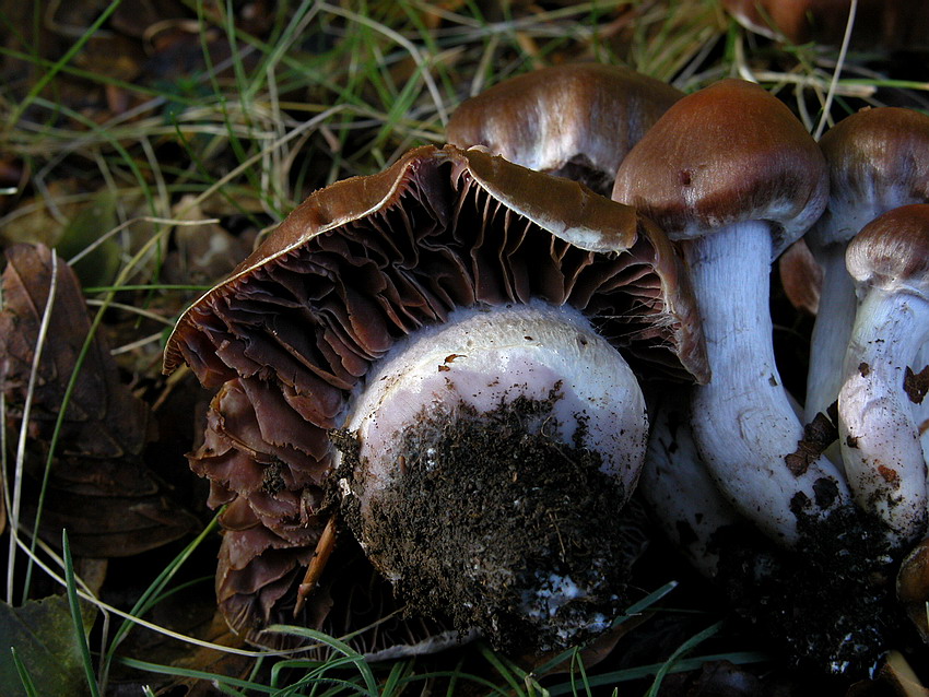 Cortinarius per  Gaspy