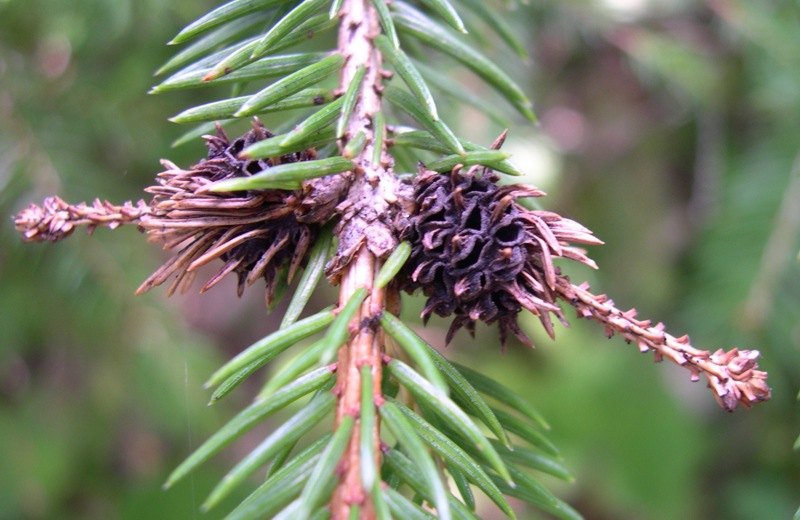 Galla: Sacchiphantes abietis