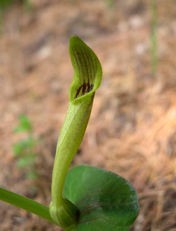 Zerynthia polyxena