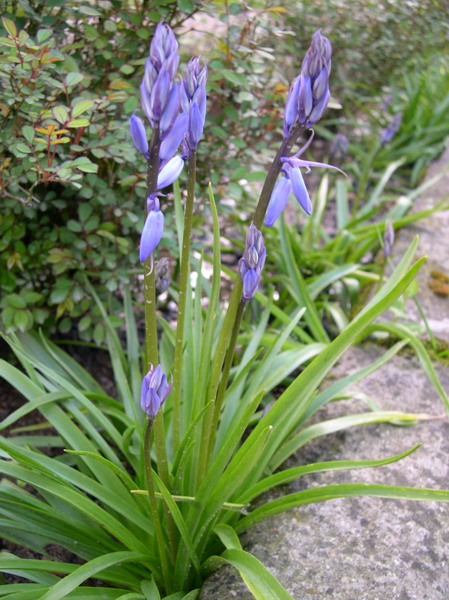 Hyacinthoides hispanica??
