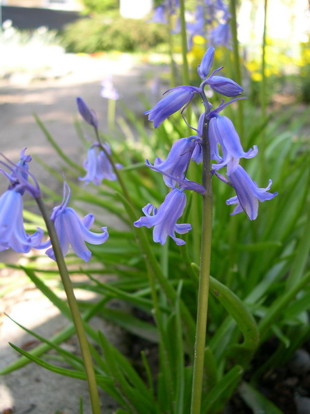 Hyacinthoides hispanica??