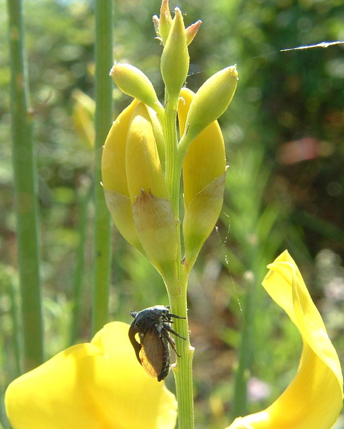 Centrotus cornutus