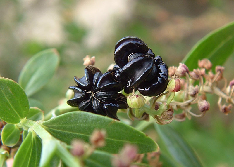 Coriaria myrtifolia / Coriaria, Sommacco provenzale