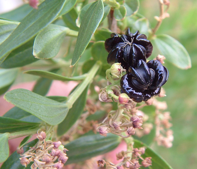 Coriaria myrtifolia / Coriaria, Sommacco provenzale