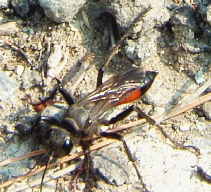 Ammophila ? : vespa scavatrice