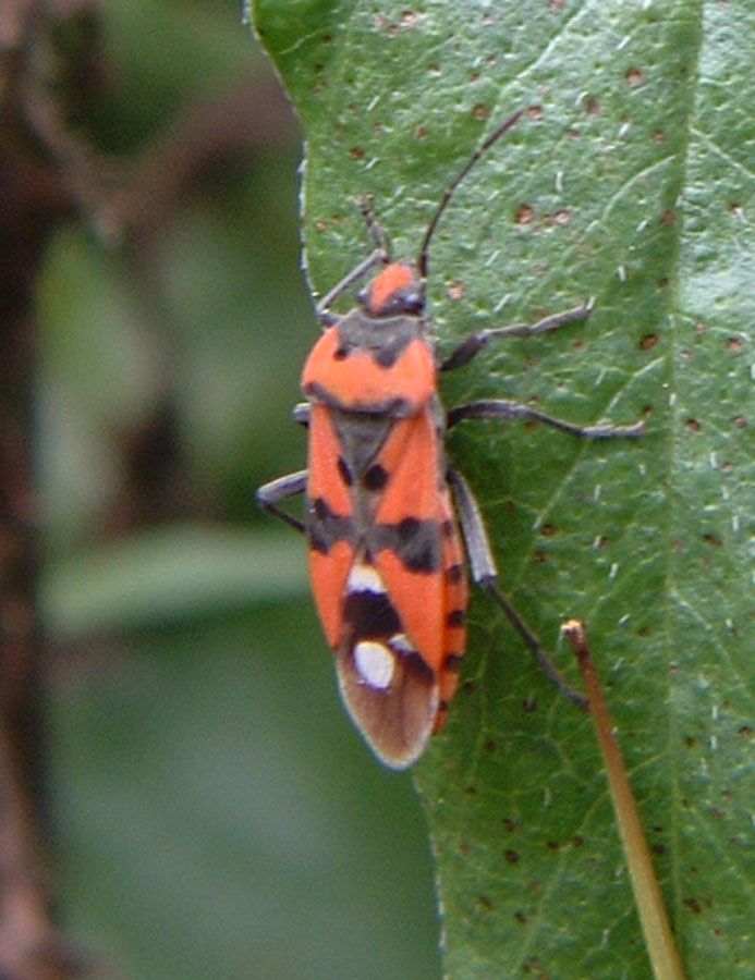 Emitteri
