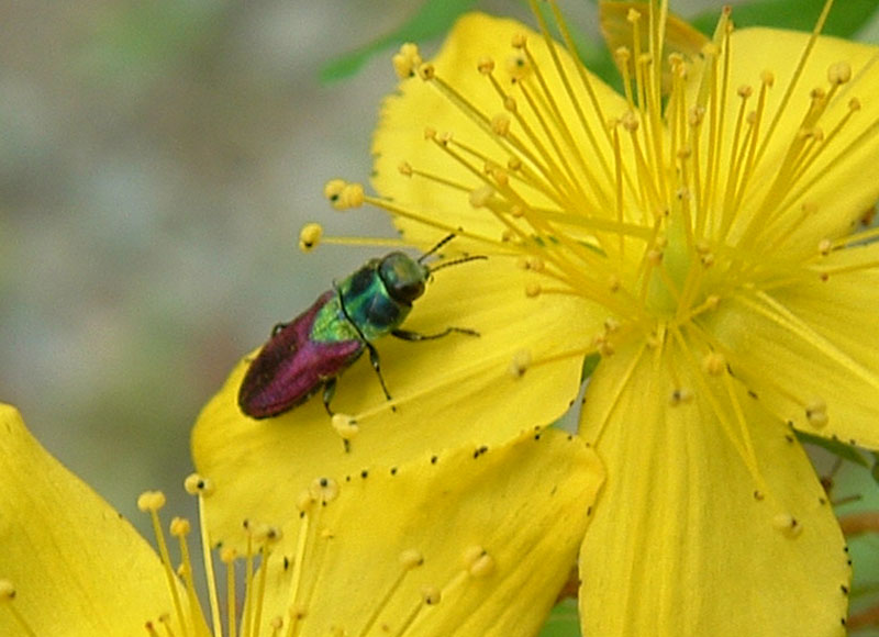 Anthaxia scutellaris e Paracorymbia fulva