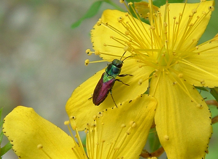 Anthaxia scutellaris e Paracorymbia fulva