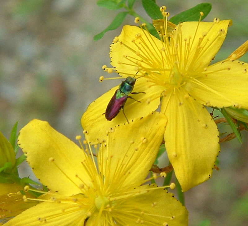 Anthaxia scutellaris e Paracorymbia fulva