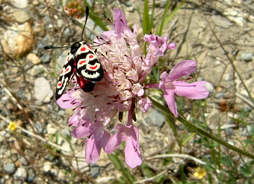 Zygaena occitanica