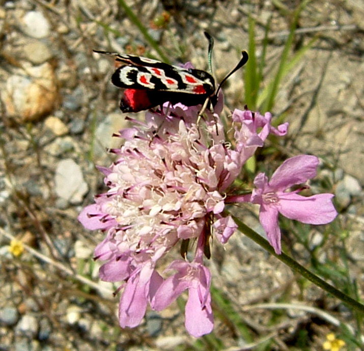 Zygaena occitanica