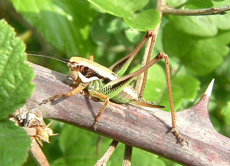 Eupholidoptera chabrieri e ?