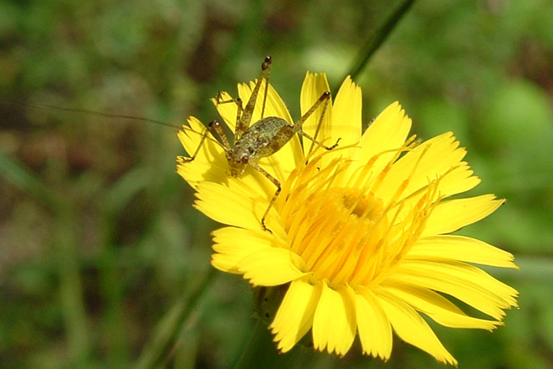 Eupholidoptera chabrieri e ?