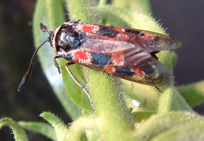 Bruco di Calophasia e Zygaena occitanica