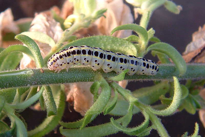 Bruco di Calophasia e Zygaena occitanica