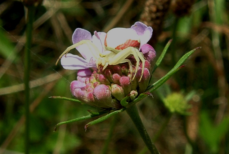 Misumena vatia