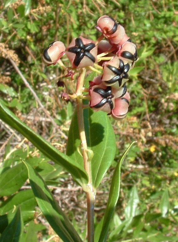 Coriaria myrtifolia / Coriaria, Sommacco provenzale