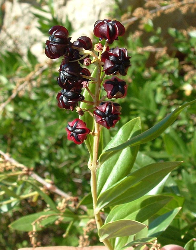 Coriaria myrtifolia / Coriaria, Sommacco provenzale