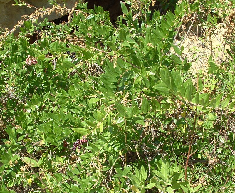 Coriaria myrtifolia / Coriaria, Sommacco provenzale