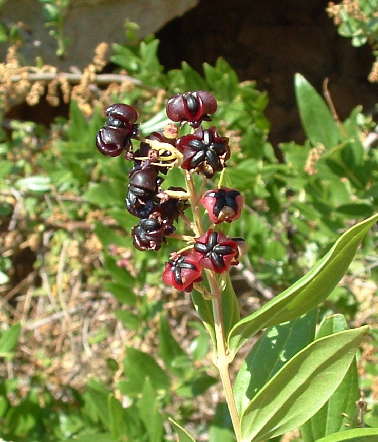 Coriaria myrtifolia / Coriaria, Sommacco provenzale