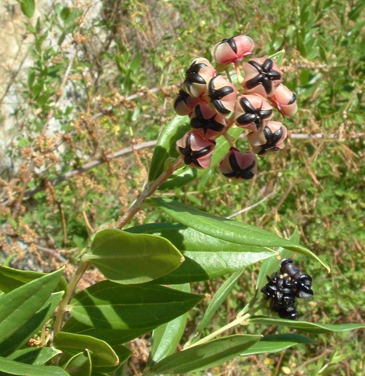 Coriaria myrtifolia / Coriaria, Sommacco provenzale