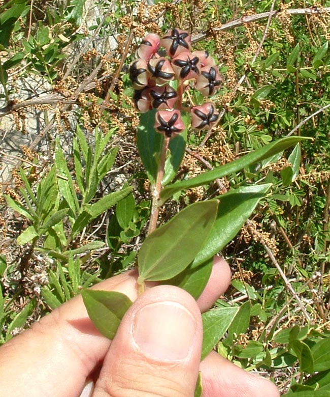 Coriaria myrtifolia / Coriaria, Sommacco provenzale