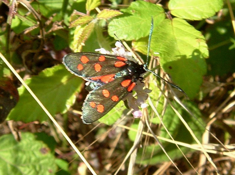 Zygaena transalpina