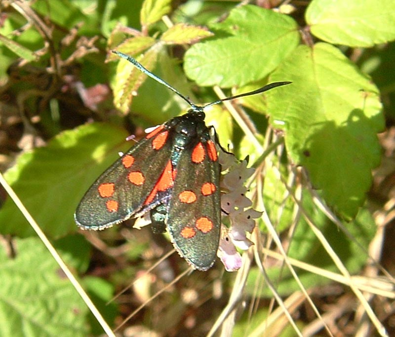 Zygaena transalpina