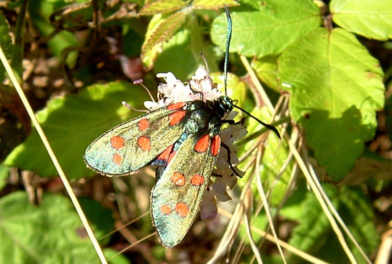 Zygaena transalpina