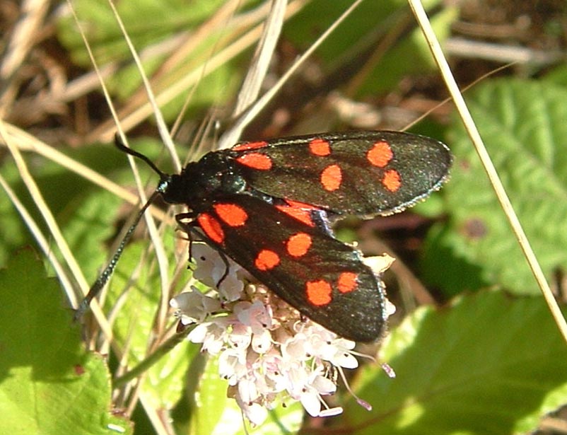 Zygaena transalpina