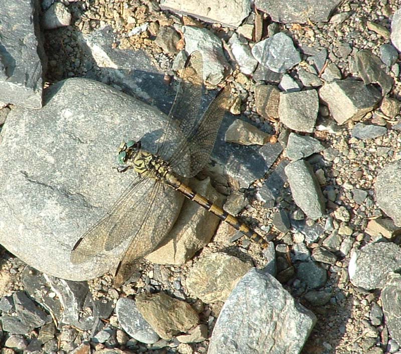 Onychogomphus forcipatus