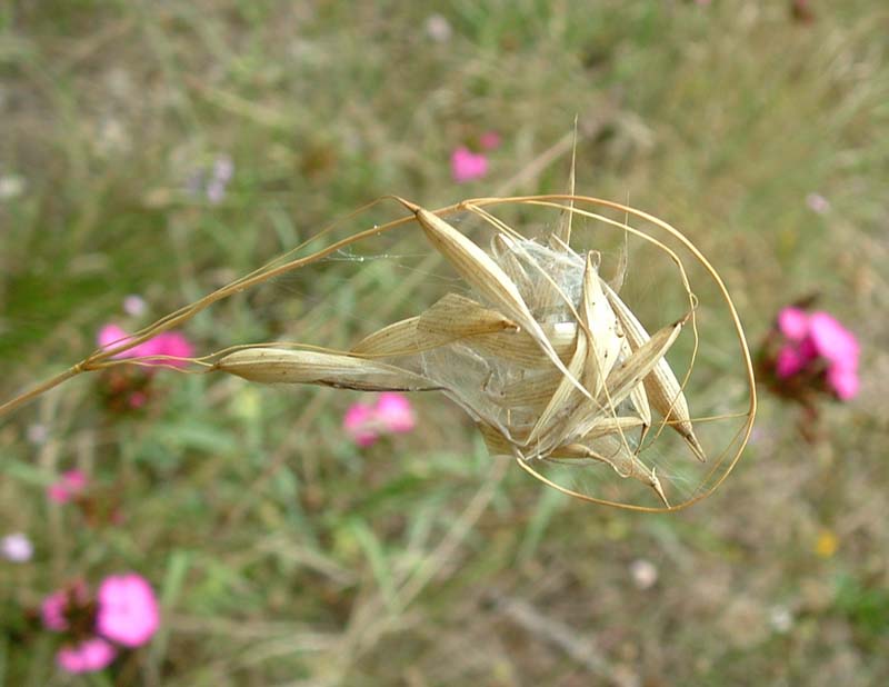 Uno strano nido (Pisaura?)