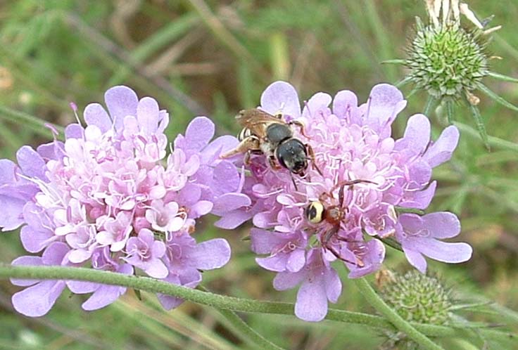 Un agguato (Synaema globosum e imenottero)