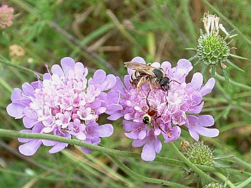 Un agguato (Synaema globosum e imenottero)