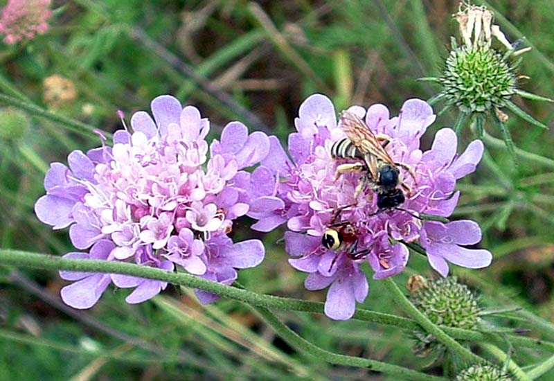 Un agguato (Synaema globosum e imenottero)
