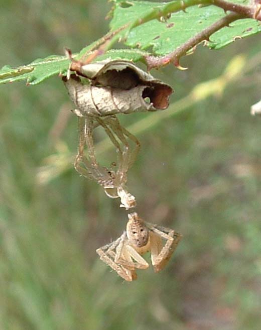 Un Tomiside (no. Olios argelasius) che cambia pelle!!!