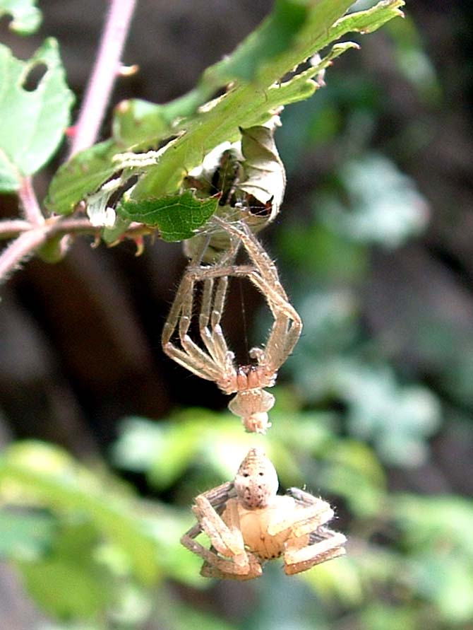 Un Tomiside (no. Olios argelasius) che cambia pelle!!!