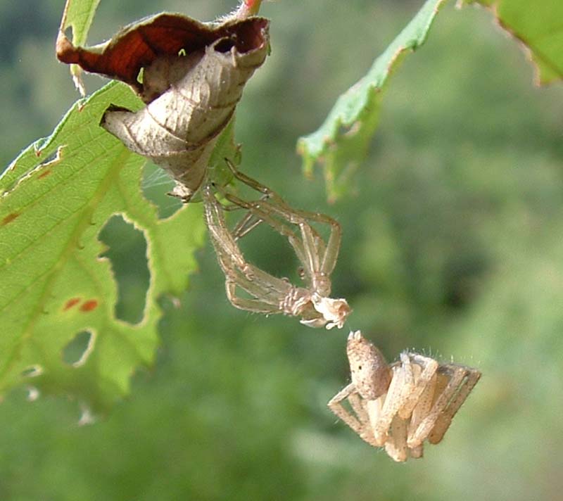 Un Tomiside (no. Olios argelasius) che cambia pelle!!!