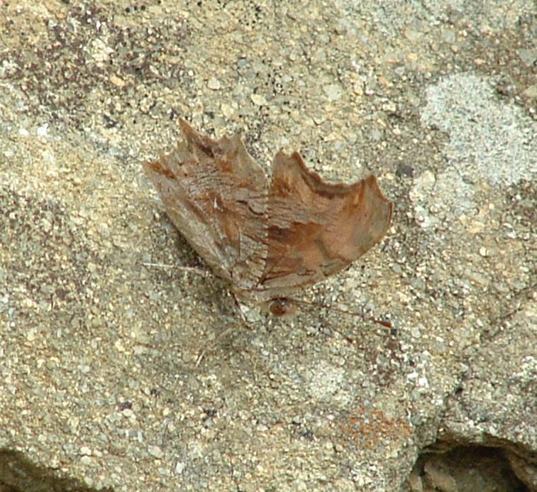 Polygonia egea