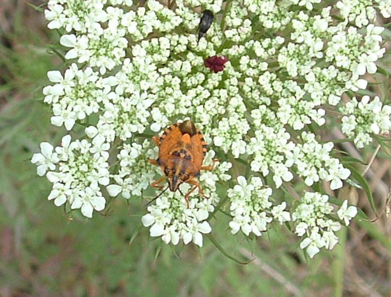 Codophila varia e Corizus hyoscyami