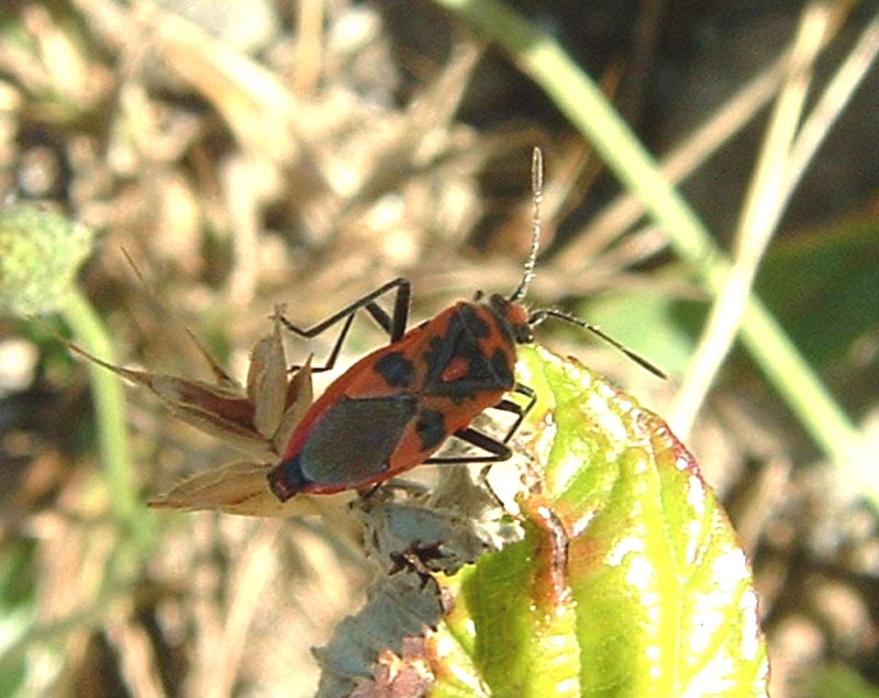 Codophila varia e Corizus hyoscyami