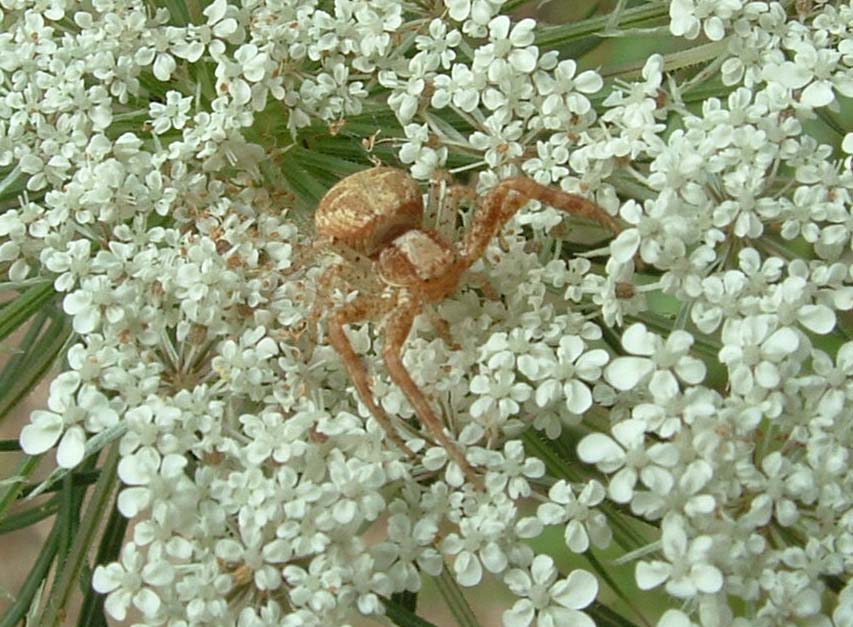 Thomisus... (no; Xysticus?)