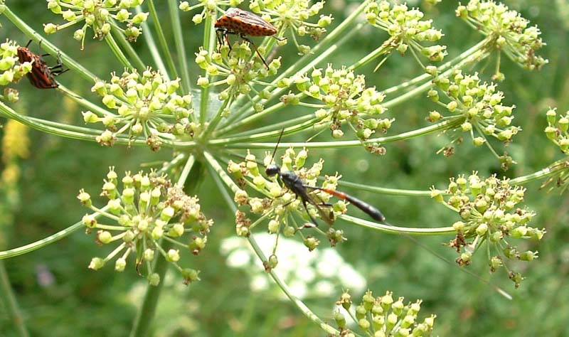 Icneumonidae ?  No, Gasteruptiidae: Gasteruption sp.