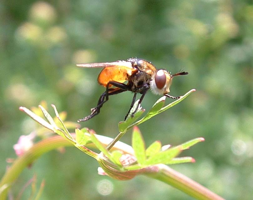 Gymnosoma sp.