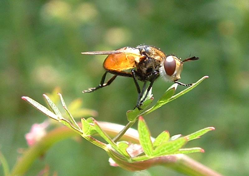 Gymnosoma sp.