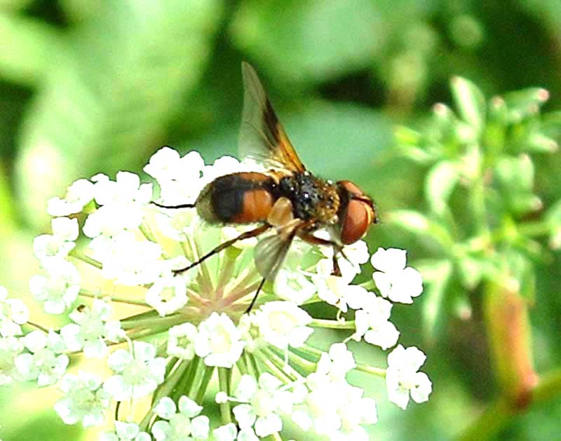 Volucella sp.?