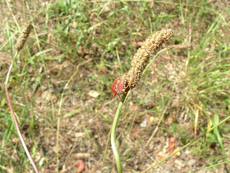 Carpocoris pudicus? Nooooooo... Carpocoris mediterraneus