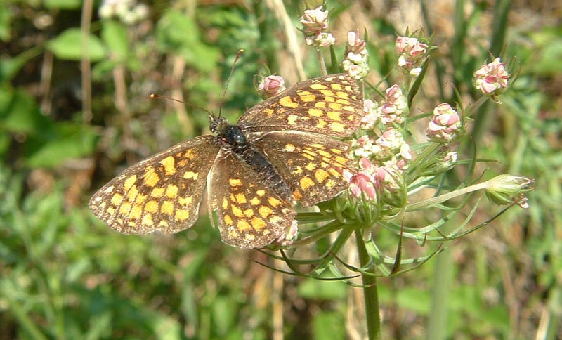 Satyrium w-album e Gonepteryx rhamni