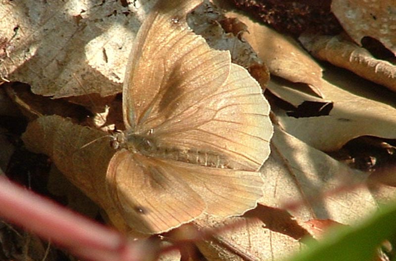 Hyponephele lupina